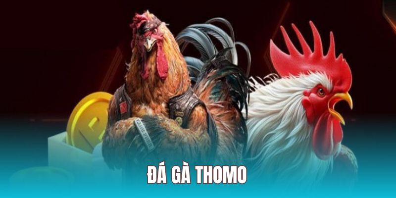 Đá gà Thomo hấp dẫn